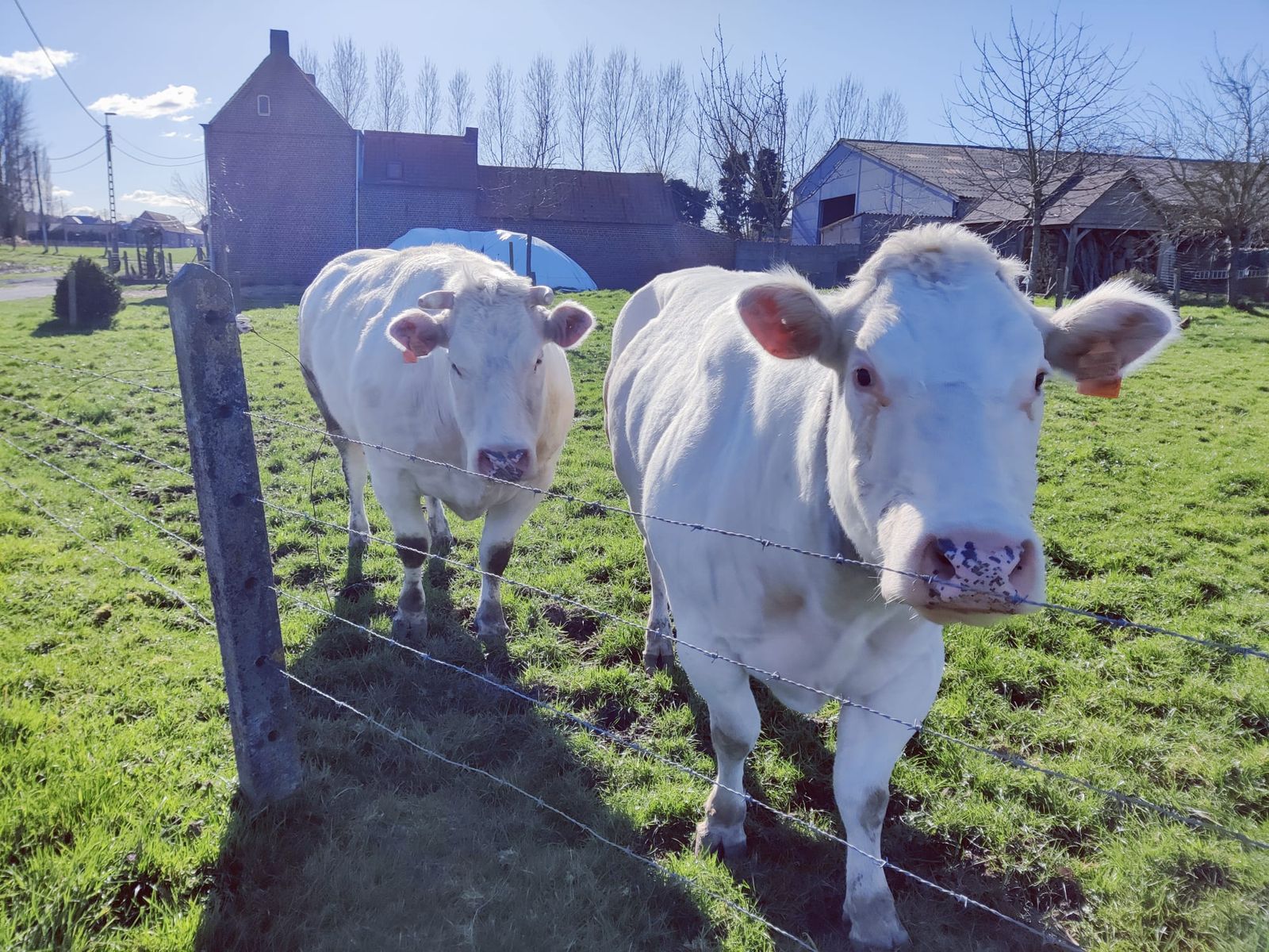 Picture of two white cows staring at the camera