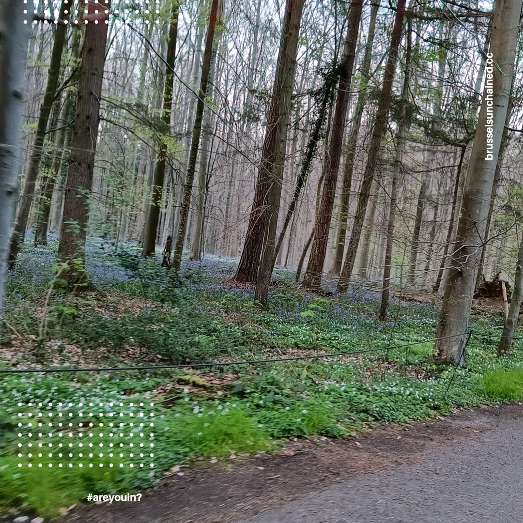 Bluebells blooming in the forest