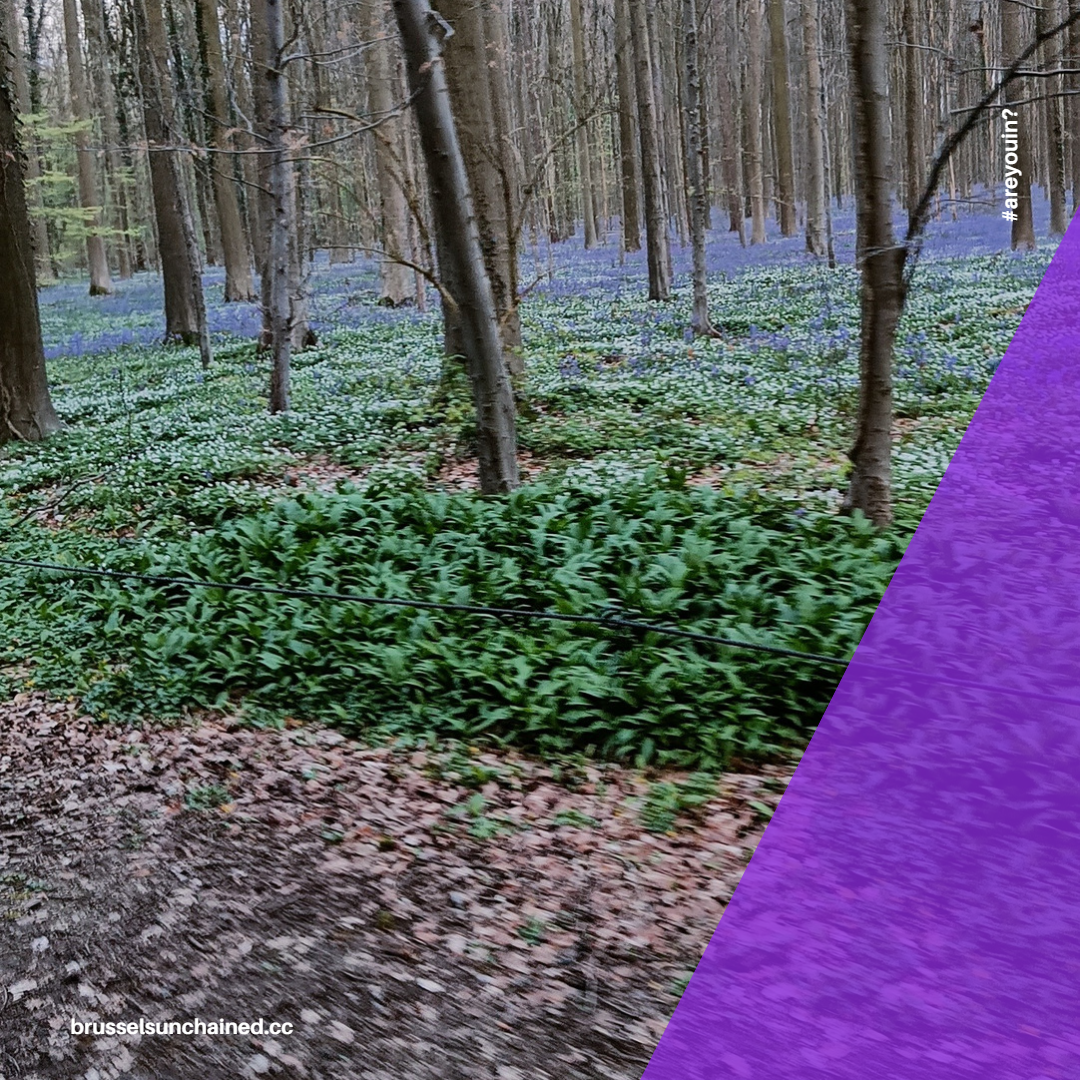 Bluebells blooming in the forest